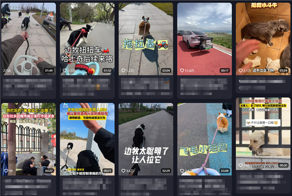 多地出现狗拉车带人上路急驶 律师：或违法违规